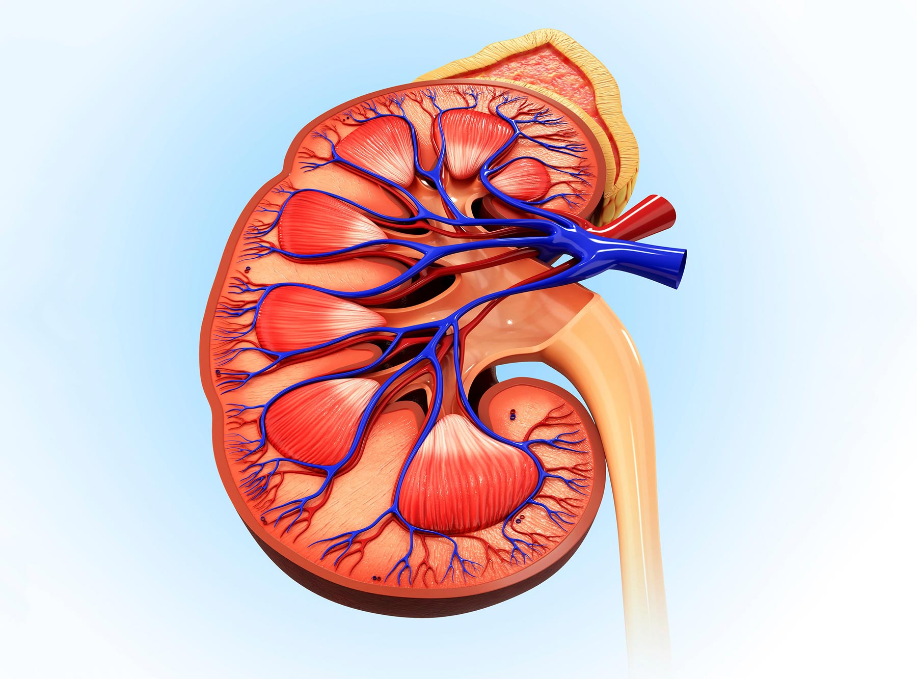 Chronic Kidney Disease: Overview, Causes, and Risk Factors ...